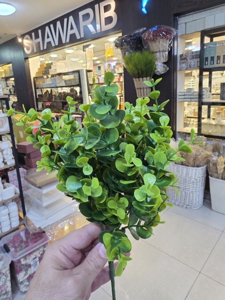 نبتة اليوكاليبتوس صغير