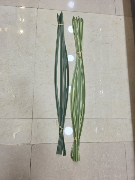 عروق بصل